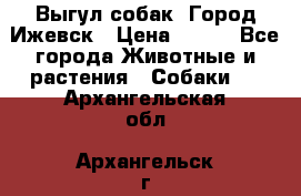 Выгул собак. Город Ижевск › Цена ­ 150 - Все города Животные и растения » Собаки   . Архангельская обл.,Архангельск г.